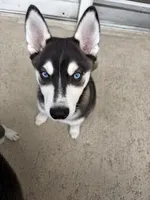 Kronos, a male Alaskan Klee Kai for sale in Miami, FL – 2 of 4