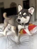 Kronos , a male Alaskan Klee Kai for sale in Miami, FL – 2 of 5