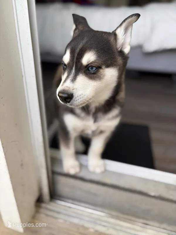 Kronos  – Alaskan Klee Kai puppy for sale in Miami, FL