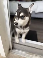 Kronos , a male Alaskan Klee Kai for sale in Miami, FL – 1 of 5