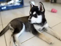 Mochi , a female Alaskan Klee Kai for sale in Miami, FL – 3 of 4