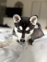 Mochi , a female Alaskan Klee Kai for sale in Miami, FL – 4 of 4