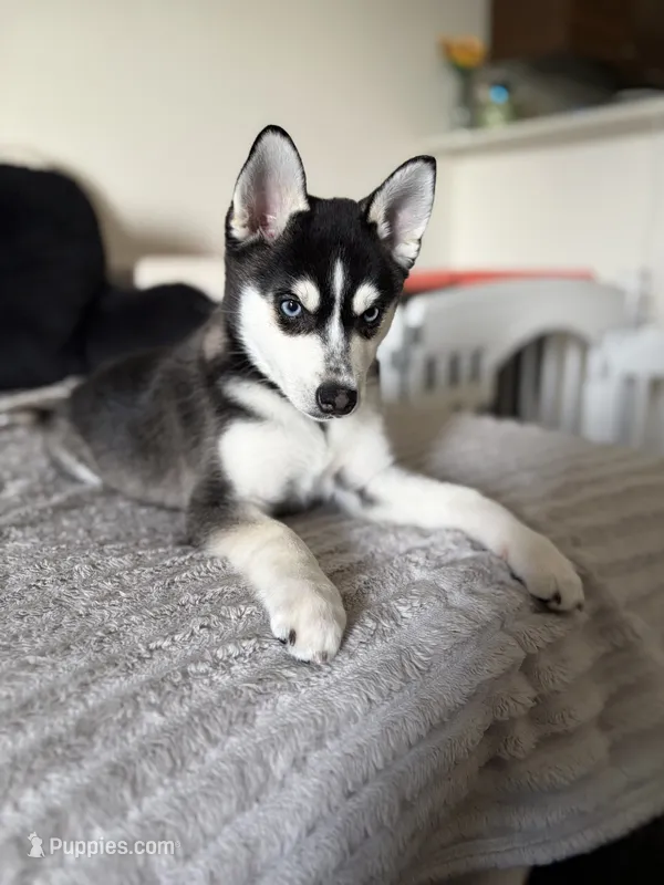 Pixie  – Alaskan Klee Kai puppy for sale in Miami, FL