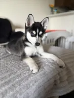 Pixie , a female Alaskan Klee Kai for sale in Miami, FL – 1 of 4