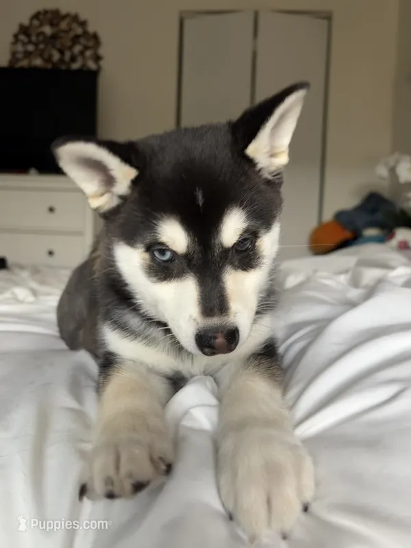Mochi  – Alaskan Klee Kai puppy for sale in Miami, FL