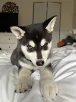 Mochi , a female Alaskan Klee Kai for sale in Miami, FL – 1 of 4