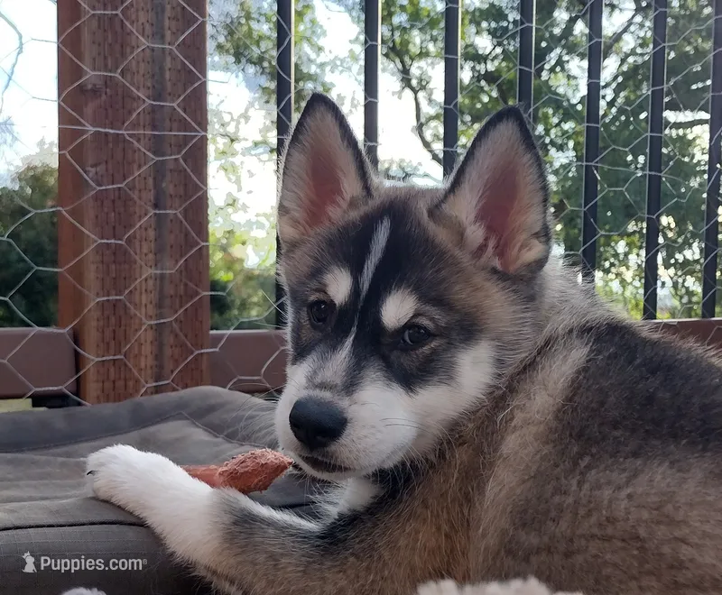 Jackpot – German Shepherd Dog, Siberian Husky puppy for sale in Roseville, CA