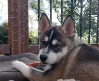 Jackpot, a female German Shepherd Dog and Siberian Husky for sale in Roseville, CA – 1 of 8
