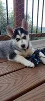 Wolf, a female German Shepherd Dog and Siberian Husky for sale in Roseville, CA – 5 of 6