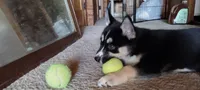 Star, a female German Shepherd Dog and Siberian Husky for sale in Roseville, CA – 4 of 8