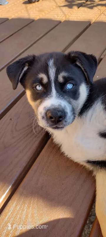 Button – German Shepherd Dog, Siberian Husky puppy for sale in Roseville, CA