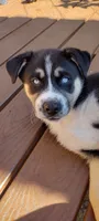 Button, a male German Shepherd Dog and Siberian Husky for sale in Roseville, CA – 2 of 3