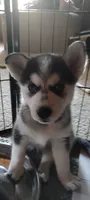 Wolf, a female German Shepherd Dog and Siberian Husky for sale in Grass Valley, CA – 1 of 2
