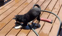 Midnight, a male German Shepherd Dog and Siberian Husky for sale in Auburn, CA – 4 of 5