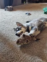 Jackpot, a female German Shepherd Dog and Siberian Husky for sale in Grass Valley, CA – 3 of 6