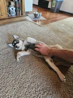 Jackpot, a female German Shepherd Dog and Siberian Husky for sale in Grass Valley, CA – 6 of 6