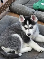 Wolf, a female German Shepherd Dog and Siberian Husky for sale in Grass Valley, CA – 2 of 2
