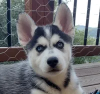 Wolf, a female German Shepherd Dog and Siberian Husky for sale in Roseville, CA – 3 of 6