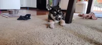 Star, a female German Shepherd Dog and Siberian Husky for sale in Roseville, CA – 6 of 8