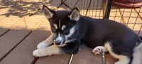 Star, a female German Shepherd Dog and Siberian Husky for sale in Roseville, CA – 7 of 8