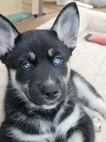 Midnight, a male German Shepherd Dog and Siberian Husky for sale in Roseville, CA – 2 of 3