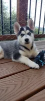 Wolf, a female German Shepherd Dog and Siberian Husky for sale in Roseville, CA – 4 of 6