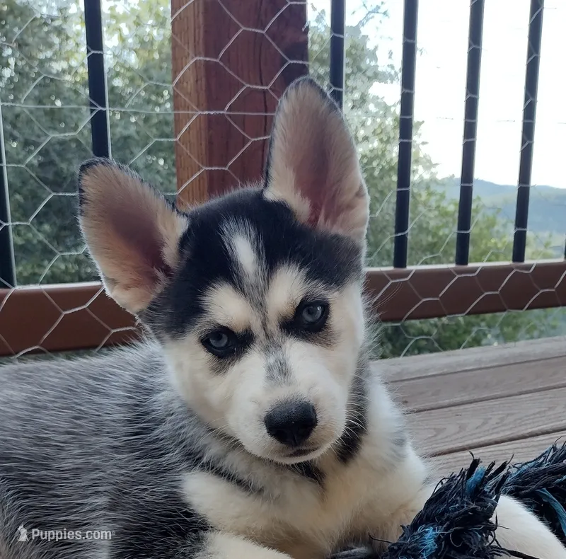Wolf – German Shepherd Dog, Siberian Husky puppy for sale in Roseville, CA