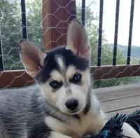 Wolf, a female German Shepherd Dog and Siberian Husky for sale in Roseville, CA – 1 of 6