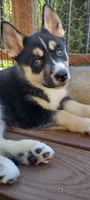 Star, a female German Shepherd Dog and Siberian Husky for sale in Roseville, CA – 8 of 8