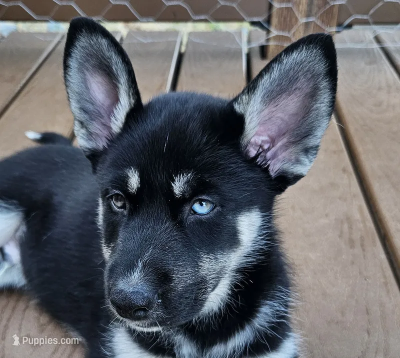 Midnight – German Shepherd Dog, Siberian Husky puppy for sale in Roseville, CA