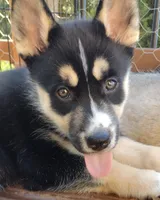 Star, a female German Shepherd Dog and Siberian Husky for sale in Roseville, CA – 1 of 8