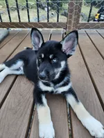 Midnight, a male German Shepherd Dog and Siberian Husky for sale in Roseville, CA – 3 of 3
