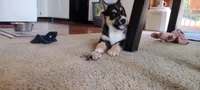 Star, a female German Shepherd Dog and Siberian Husky for sale in Roseville, CA – 5 of 8