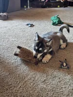 Jackpot, a female German Shepherd Dog and Siberian Husky for sale in Grass Valley, CA – 2 of 6