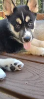 Star, a female German Shepherd Dog and Siberian Husky for sale in Roseville, CA – 2 of 8