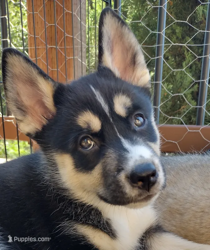 Star – German Shepherd Dog, Siberian Husky puppy for sale in Roseville, CA