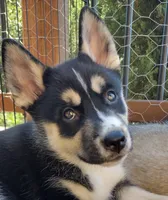 Star, a female German Shepherd Dog and Siberian Husky for sale in Auburn, CA – 1 of 9