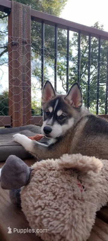 Jackpot – German Shepherd Dog, Siberian Husky puppy for sale in Roseville, CA
