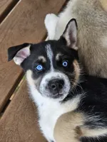 Button, a male German Shepherd Dog and Siberian Husky for sale in Roseville, CA – 1 of 3