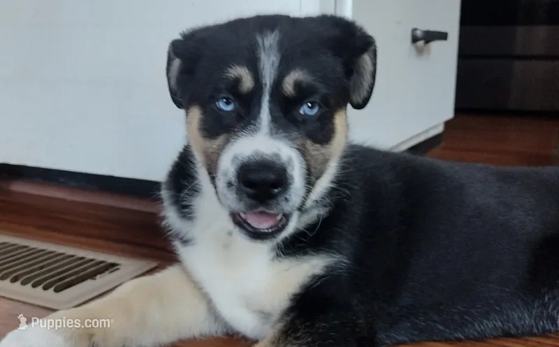 Button – German Shepherd Dog, Siberian Husky puppy for sale in Roseville, CA