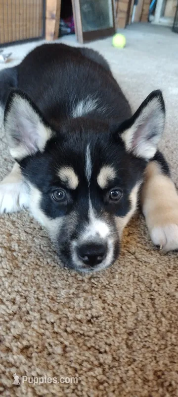Star – German Shepherd Dog, Siberian Husky puppy for sale in Roseville, CA