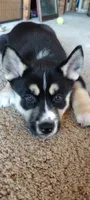 Star, a female German Shepherd Dog and Siberian Husky for sale in Roseville, CA – 3 of 8
