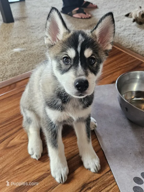 Jackpot – German Shepherd Dog, Siberian Husky puppy for sale in Grass Valley, CA