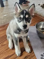 Jackpot, a female German Shepherd Dog and Siberian Husky for sale in Grass Valley, CA – 1 of 6