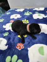Cookie, a female Goldador for sale in Fuquay Varina, NC – 2 of 2