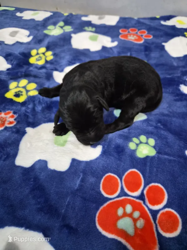 Birdie  – Goldador puppy for sale in Fuquay Varina, NC