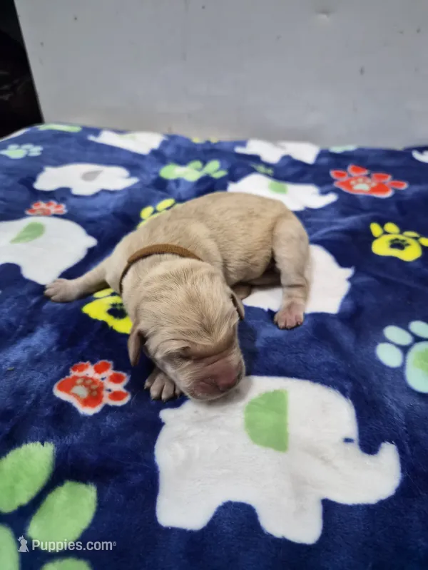 Hoss – Goldador puppy for sale in Fuquay Varina, NC