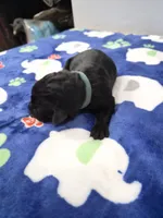 Rosco, a male Goldador for sale in Fuquay Varina, NC – 2 of 2