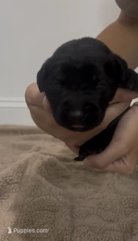 Rosco – Goldador puppy for sale in Fuquay Varina, NC