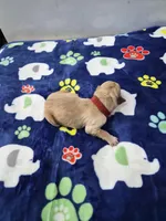 Red, a male Goldador for sale in Fuquay Varina, NC – 2 of 2